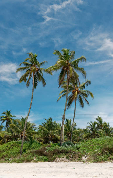 istock Beautiful Palm trees on the sandy beach 1445332667