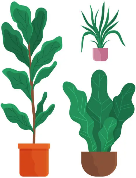 Vector illustration of Decorative set green plant with long leaves in ceramic pot, pot with houseplant. Home interior plant