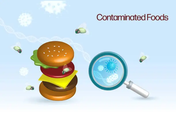 Vector illustration of Contaminated foods, food poisoning, food safety and biotechnology laboratory research. Magnifying glass display bacteria and virus from hamburger stack, unclean food sampling with flies on foods.