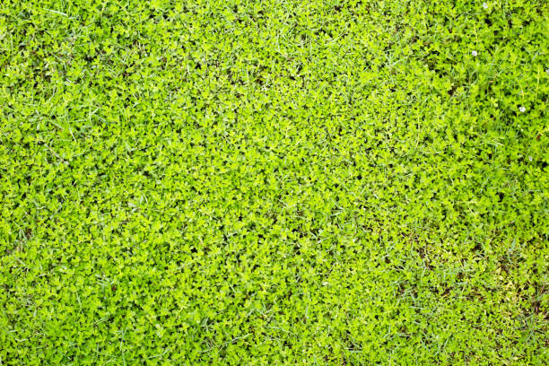 istock Fresh lawn grass. Beautiful green garden 1445334348