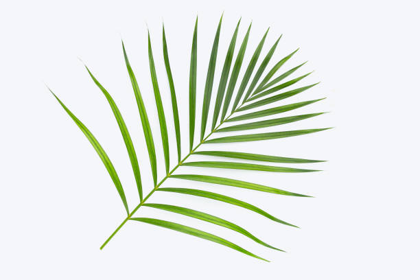 istock Green leaves of palm tree on white background. 1445334758