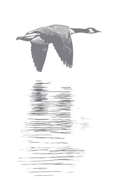 Vector illustration of Canada Goose flying