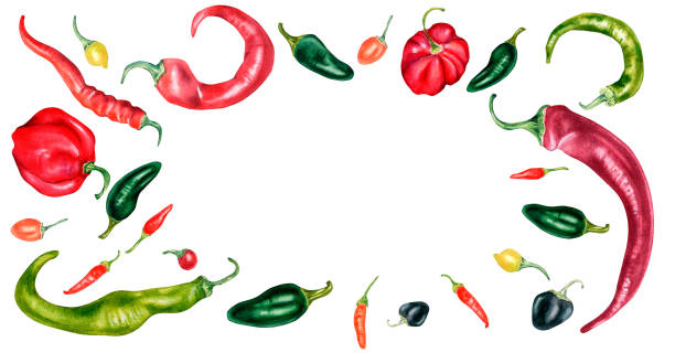 Board of various hot peppers watercolor illustration isolated on white. Board of various hot peppers watercolor illustration isolated on white. Bola pepper, red habanero, hot chili, jalapeno hand drawn. Design frame for menu, market, ingredients of dishes, tableware. chili pepper border stock illustrations