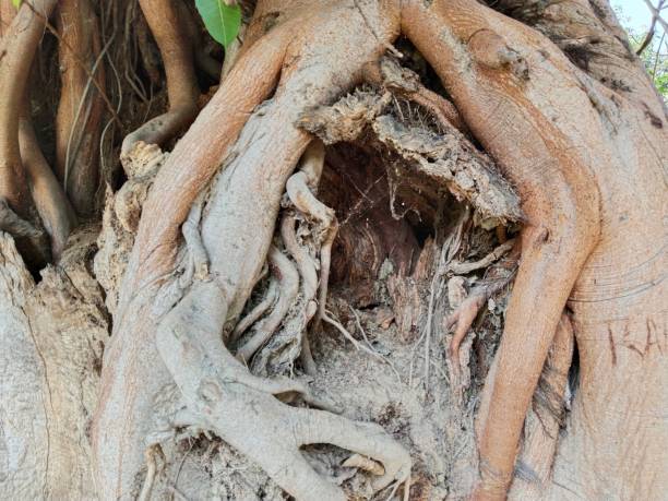 istock Hollow Sacred Fig (Ficus religiosa) tree trunk with hole. Large opening at the base of trunk. Darkness inside a tree and mysteries of the forest. Old tree with large hollow cavern inside, animal den. 1445338239