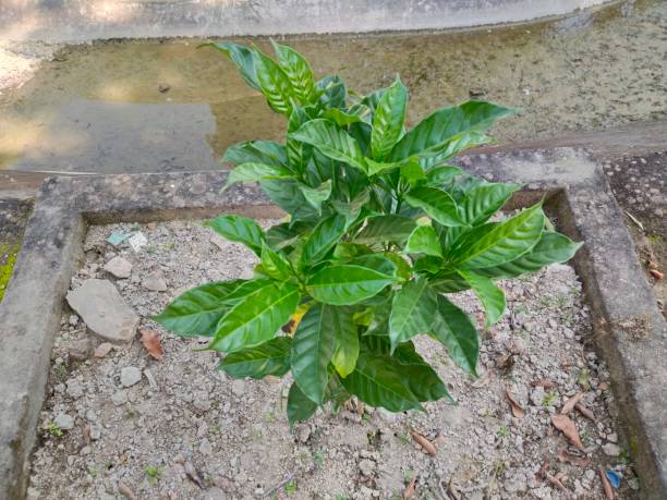 istock scientific name - Tabernaemontana divaricata, commonly called pinwheel flower, crape jasmine, East India rosebay, and Nero's crown planting at home. Small plant of crepe jasmine 1445338371