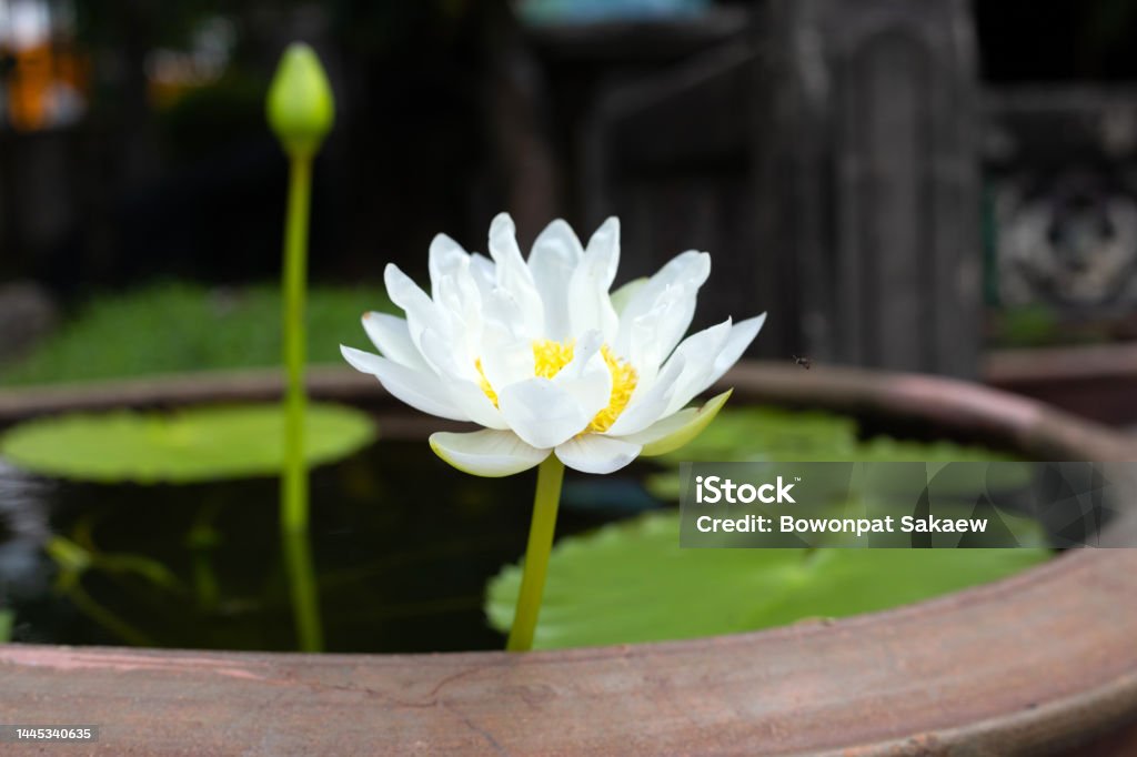 Hermosa Flor De Loto De Nymphaea En Flor Con Hojas Maceta De Nenúfares Foto de stock y más banco de imágenes de Agua - iStock Hermosa Flor De Loto De Nymphaea En Flor Con Hojas Maceta De Nenúfares Foto de stock y más banco de imágenes de Agua - iStock