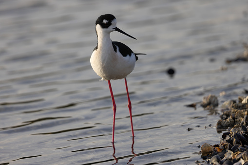 Close view of a black-necked stilt, seen in a North California marsh