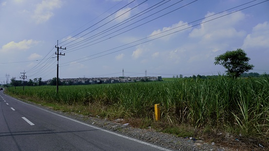 Village street view with lamp, sugar cane and housing area background in the afternoon