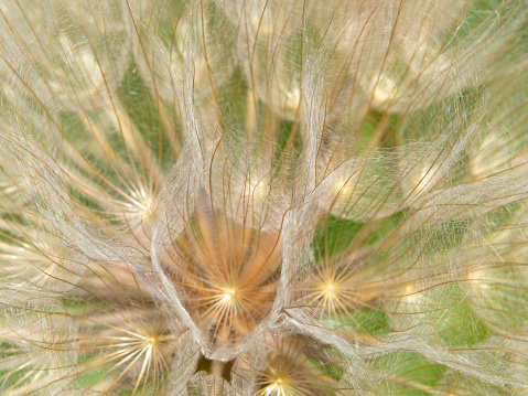 Abstract natural dandelion flower macro background, soft focus. Abstract macro photo of dandelion seeds