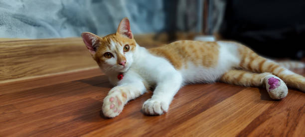 домашняя кошка, ветеринар, хирургия, больница для животных, домашние животные - domestic cat gray kitten paw стоковые фото и изображения