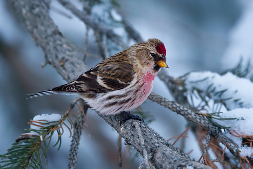 Small northern bird Common redpoll with red cap and breast is sitting on a spruce branch in the forest, snowy winter day.