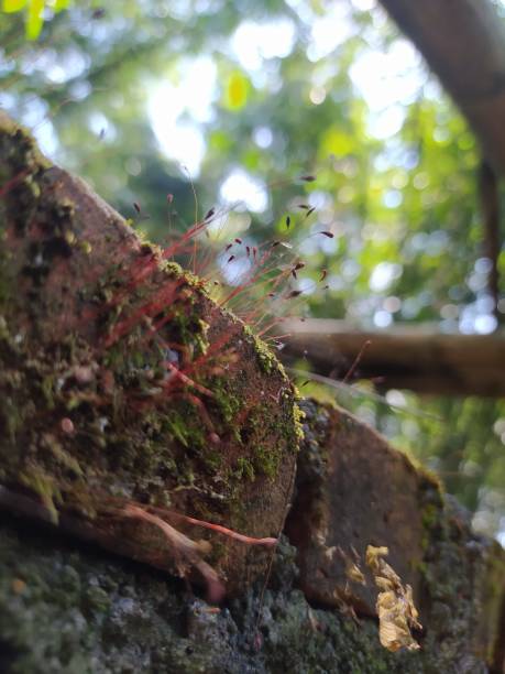 istock Little plant live in the wall 1445343599
