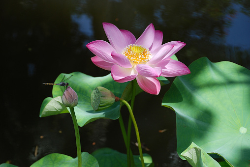 Loto. Flor de loto en un agua. Flor de loto rosa en el Jardín Botánico photo
