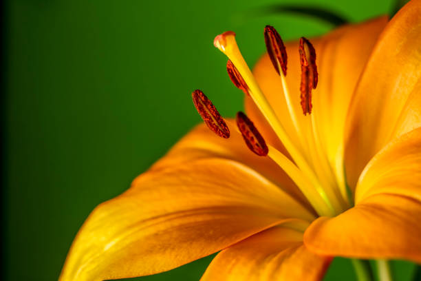 Tangerene Daylily stock photo