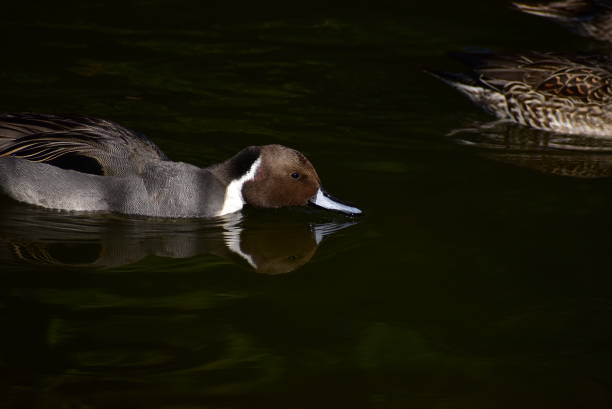 Portrait of the bird called pintail stock photo