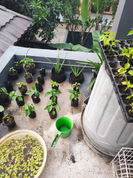 istock one week old chili tree nursery in black seedling pots 1445345008