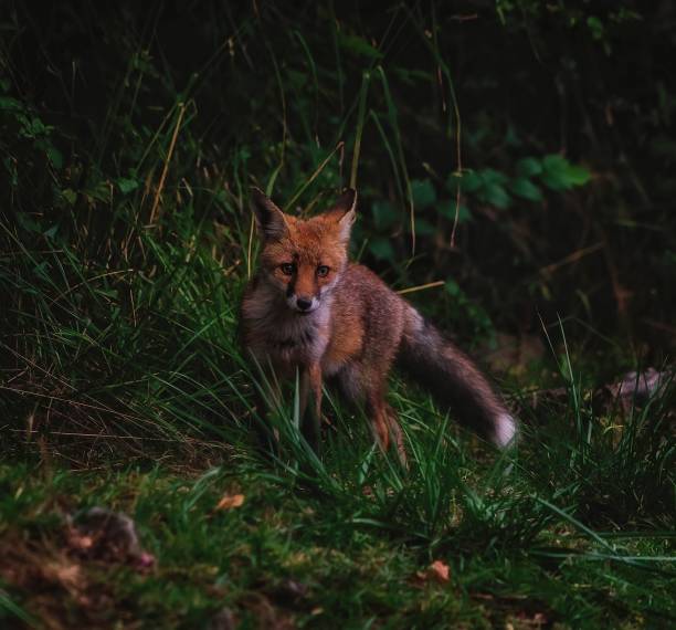 istock Close-up shot of a fox standing on the grass 1445346316