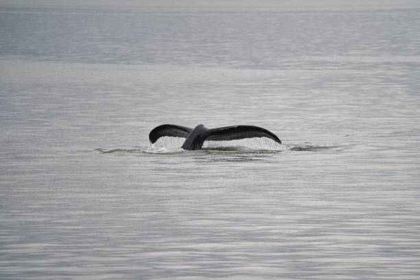 istock Beautiful whale tail splashing in the sea 1445346608