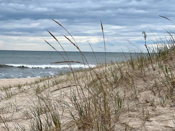 istock Green and yellow grass  growing on sand dunes with ocean in background 1445348071