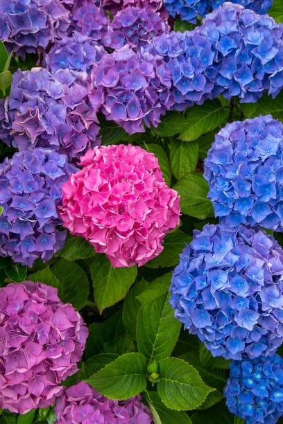 istock Vertical shot of beautiful colorful hydrangeas 1445348300