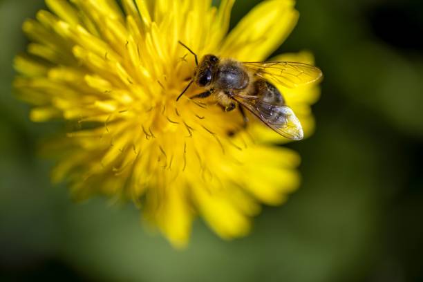 istock Selective focus shot of a bee on a yellow dandelion 1445348573