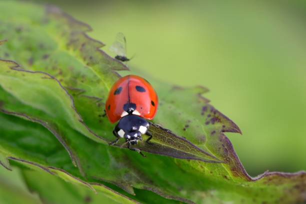 istock Selective focus shot of a ladybird on a leaf 1445348620