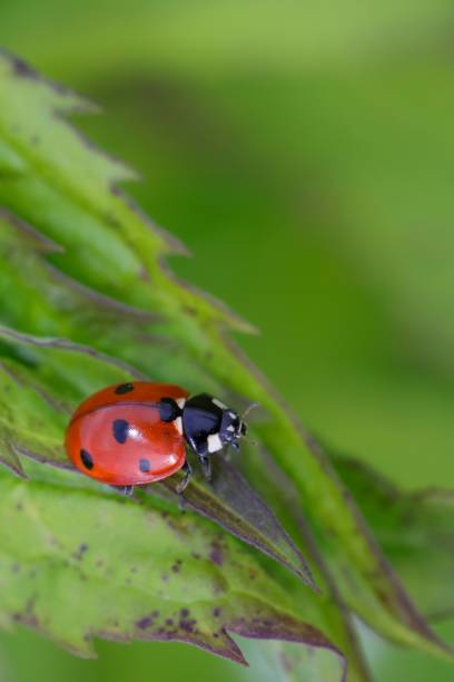 istock Vertical selective focus shot of a ladybird on a leaf 1445348621