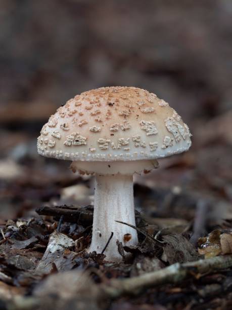 Amanita rubescens or blusher mushroom An edible busher mushroom in the forest amanita rubescens stock pictures, royalty-free photos & images