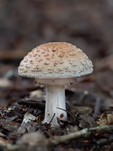 An edible busher mushroom in the forest