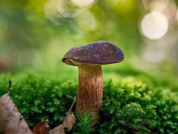 istock Imleria badia the bay bolete 1445349037