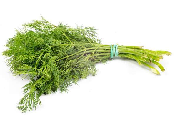 istock Bunch of fresh green dill isolated on a white background 1445349117