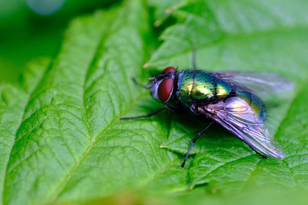 istock Closeup shot of a Common green bottle fly 1445349578