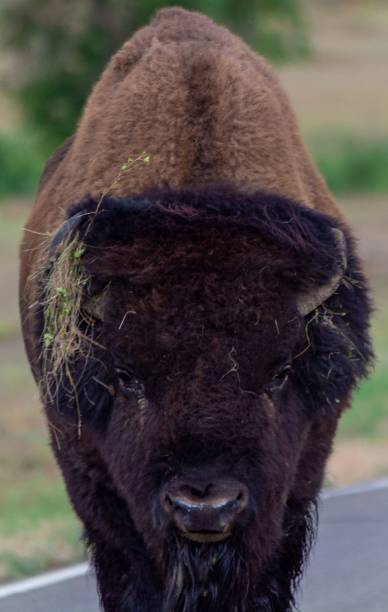 istock Closeup of a Yellowstone bison on a meadow 1445349586