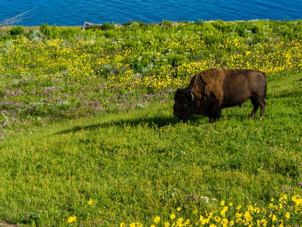 Yellowstone bison grazing on a meadow