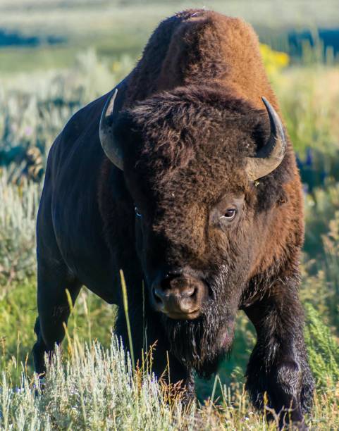 istock Closeup of a yellowstone bison on a meadow 1445349622