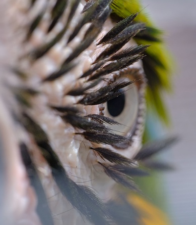 A closeup shot of the eye of a macaw