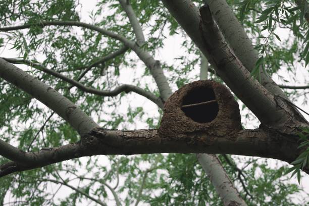 istock Closeup shot of a bird's nest on a tree 1445349832