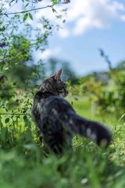 istock Striped gray cat walking on green grasses 1445350459
