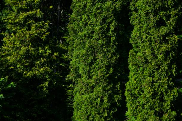 istock Closeup shot of green tree textures and backgrounds 1445350644