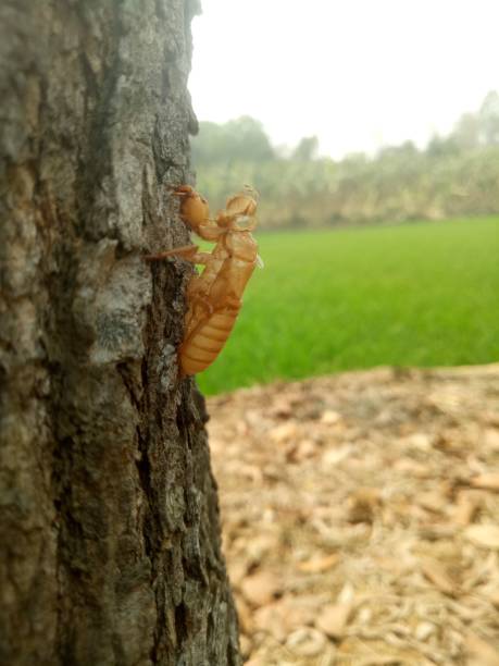 istock Vertical shot of a cicada shell on a tree trunk in the garden 1445350926