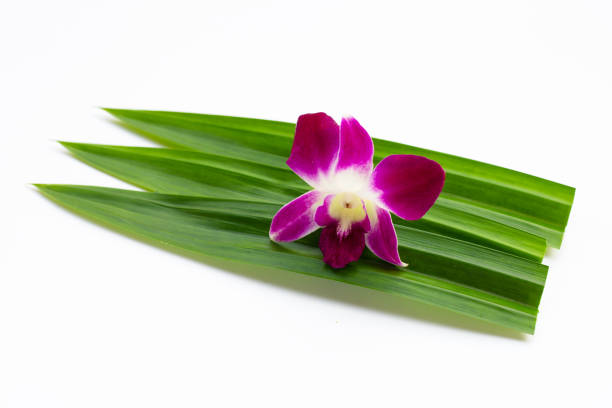Orchids are plants belonging to the family Orchidaceae, a diverse and widespread group of flowering plants that are often colorful. There are nearly 1,000 genera and over 25,000 species of attractive flowering plants distributed throughout the world.