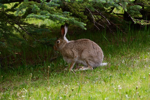 An adorable European hare near a green tree in the park