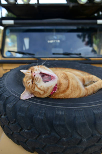Cat lying in tire on car hood