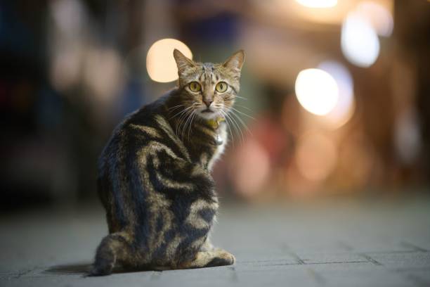 istock Cute striped domestic cat with bokeh background 1445351451