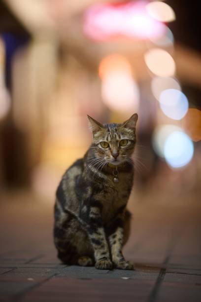istock Cute striped domestic cat with bokeh background 1445351454