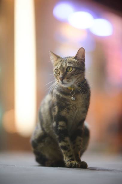 istock Cute striped domestic cat with bokeh background 1445351463