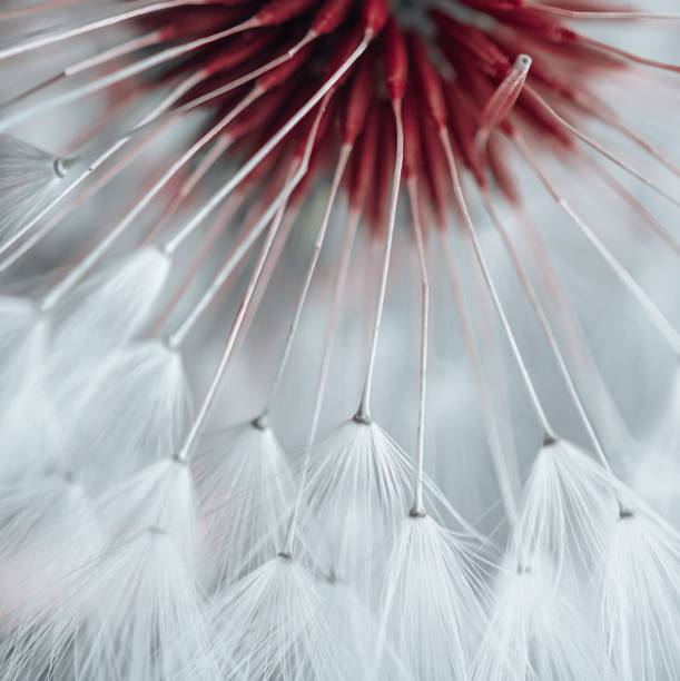 istock Beautiful dandelion flower seed in springtime 1445351554