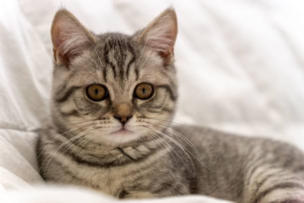 istock Cute grey cat laying on a bed 1445351759
