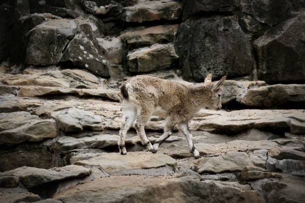 Closeup of a baby bharal on rocks A closeup of a baby bharal on rocks bharal photos stock pictures, royalty-free photos & images