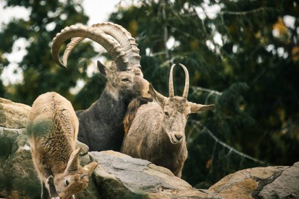 Closeup of bharals on rocks A closeup of bharals on rocks bharal photos stock pictures, royalty-free photos & images